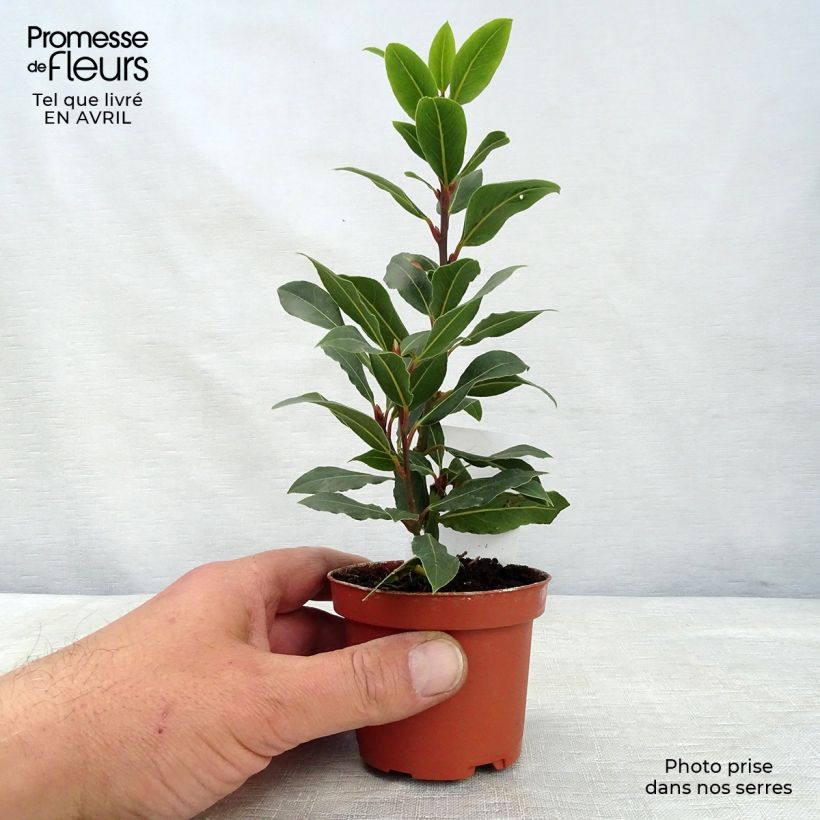 Laurel - Laurus nobilis Maceta de 10 cm/11 cm Ejemplar entregado en la primavera