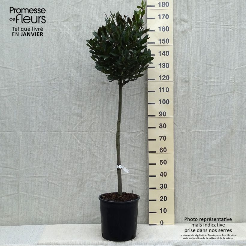Laurel - Laurus nobilis Maceta 12L/15L Ejemplar entregado en invierno
