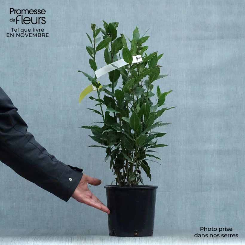 Ejemplar de Laurel - Laurus nobilis Maceta 2L/3L entregado en otoño