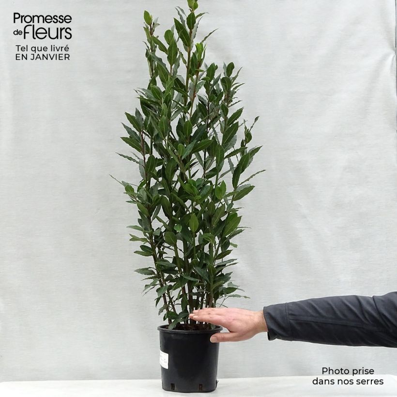 Laurel - Laurus nobilis Maceta 2L/3L Ejemplar entregado en invierno