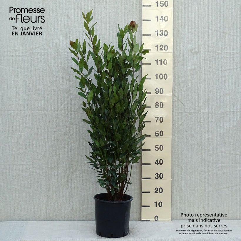Laurel - Laurus nobilis Maceta 7,5L/10L Ejemplar entregado en invierno
