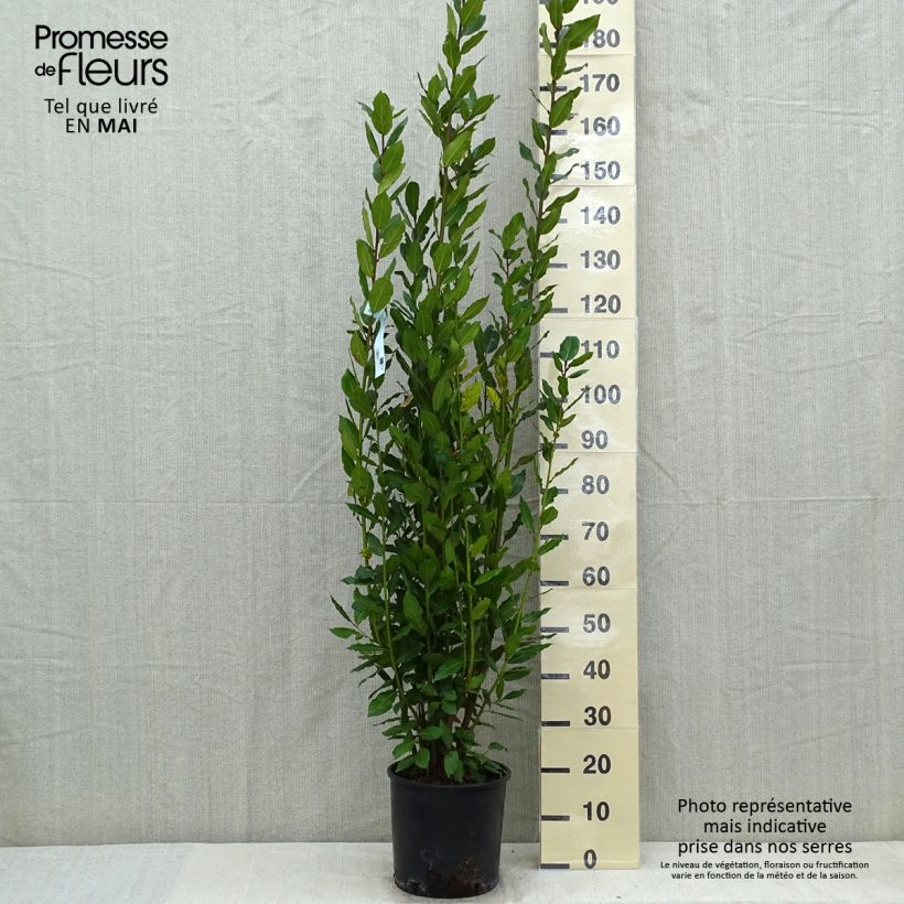 Laurel - Laurus nobilis Maceta 7,5L/10L Ejemplar entregado en la primavera