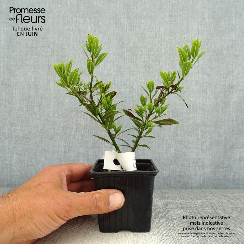 Laurel Little Laura - Laurus nobilis Maceta de 8/9 cm Ejemplar entregado en la primavera