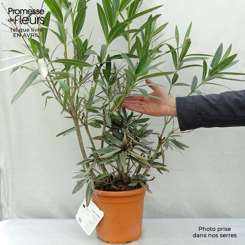 Adlefa rosa plena - Nerium oleander Roseum Plenum Maceta 2L/3L Ejemplar entregado en la primavera