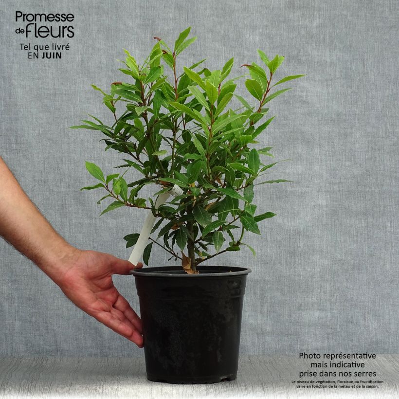 Ejemplar de Laurel Little Ragu - Laurus nobilis Maceta 4L/5L entregado en verano