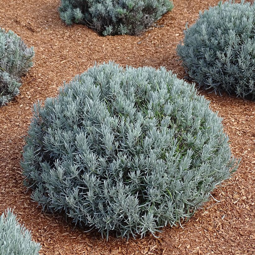 Lavanda intermedia Phenomenal Niko - Lavandín (Porte)