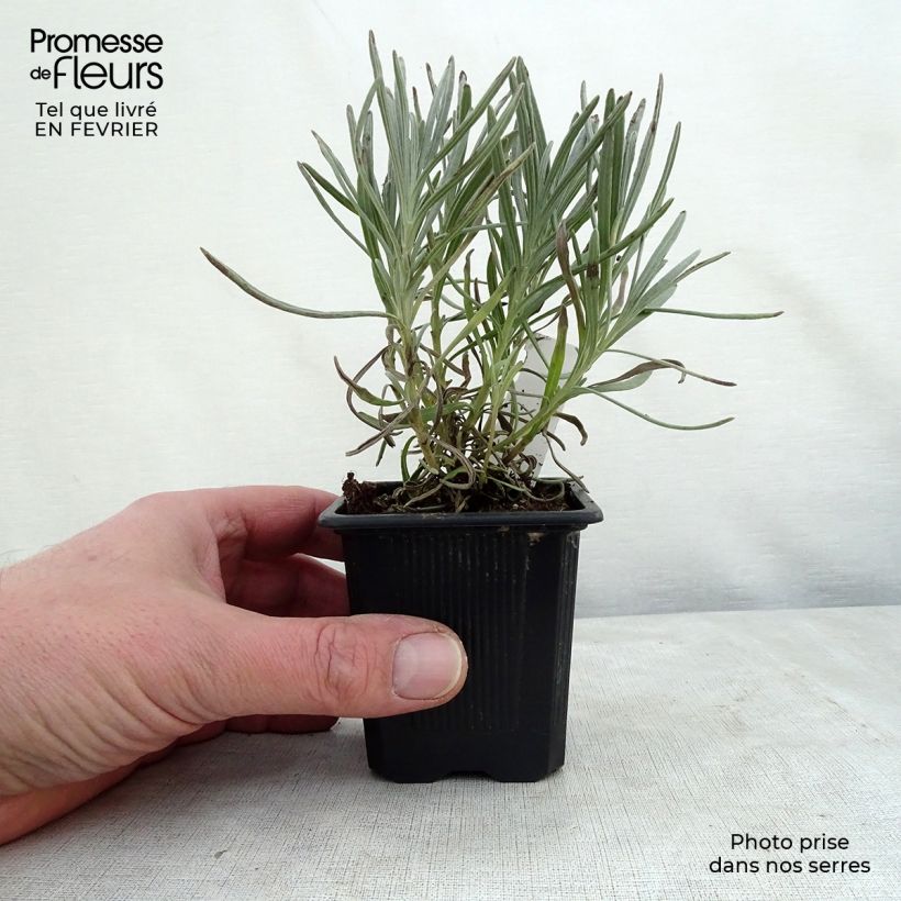 Lavanda intermedia Phenomenal Niko - Lavandín Maceta de 8/9 cm Ejemplar entregado en invierno