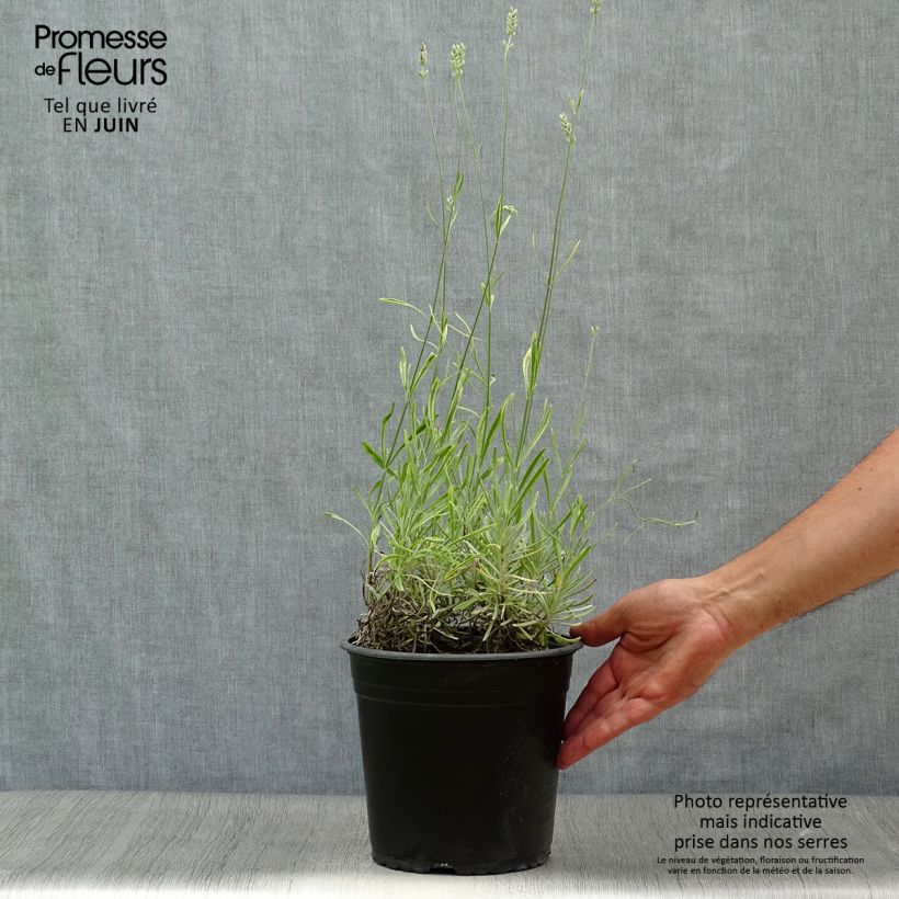 Ejemplar de Lavanda intermedia Platinum Blonde - Lavandín Maceta 4L/5L entregado en verano