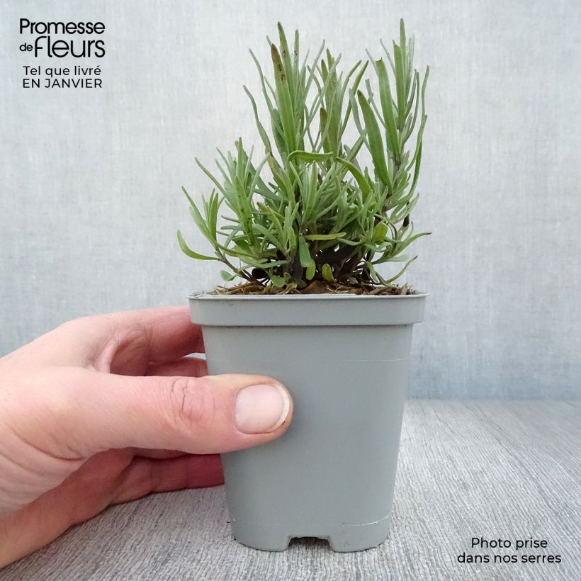 Lavanda Richard Gray Maceta de 8/9 cm Ejemplar entregado en invierno