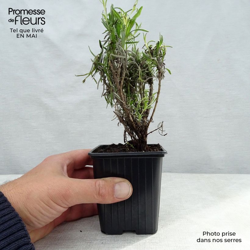 Lavanda - Lavandula officinalis Maceta de 7/8 cm Ejemplar entregado en la primavera