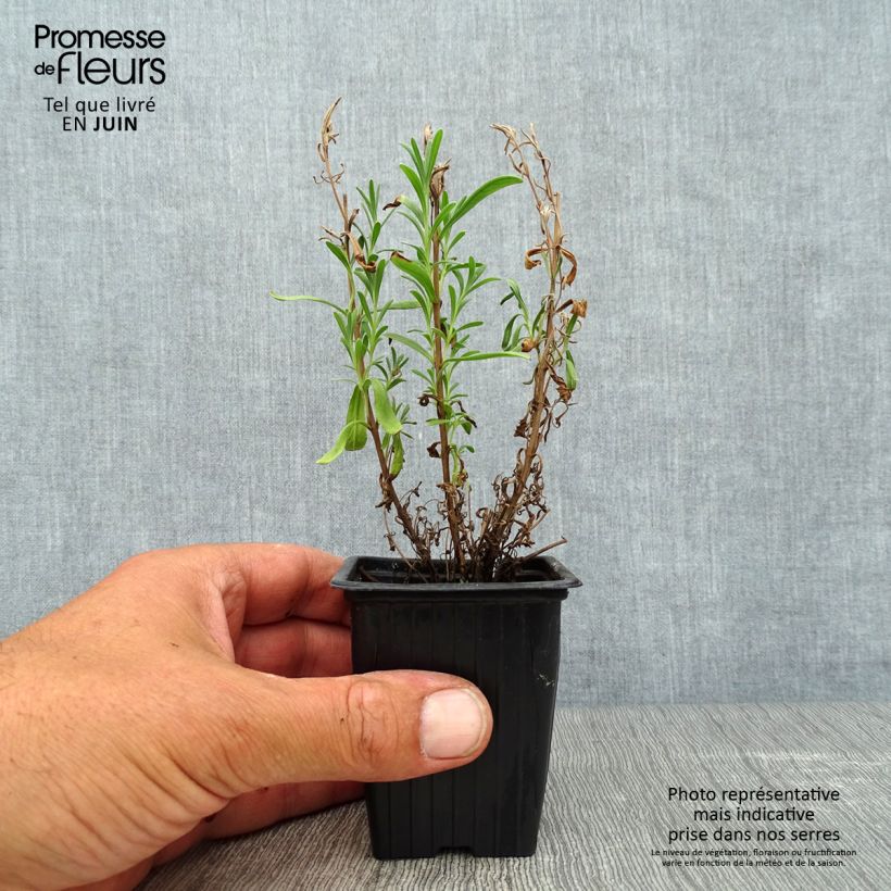 Ejemplar de Lavanda - Lavandula officinalis Maceta de 7/8 cm entregado en verano