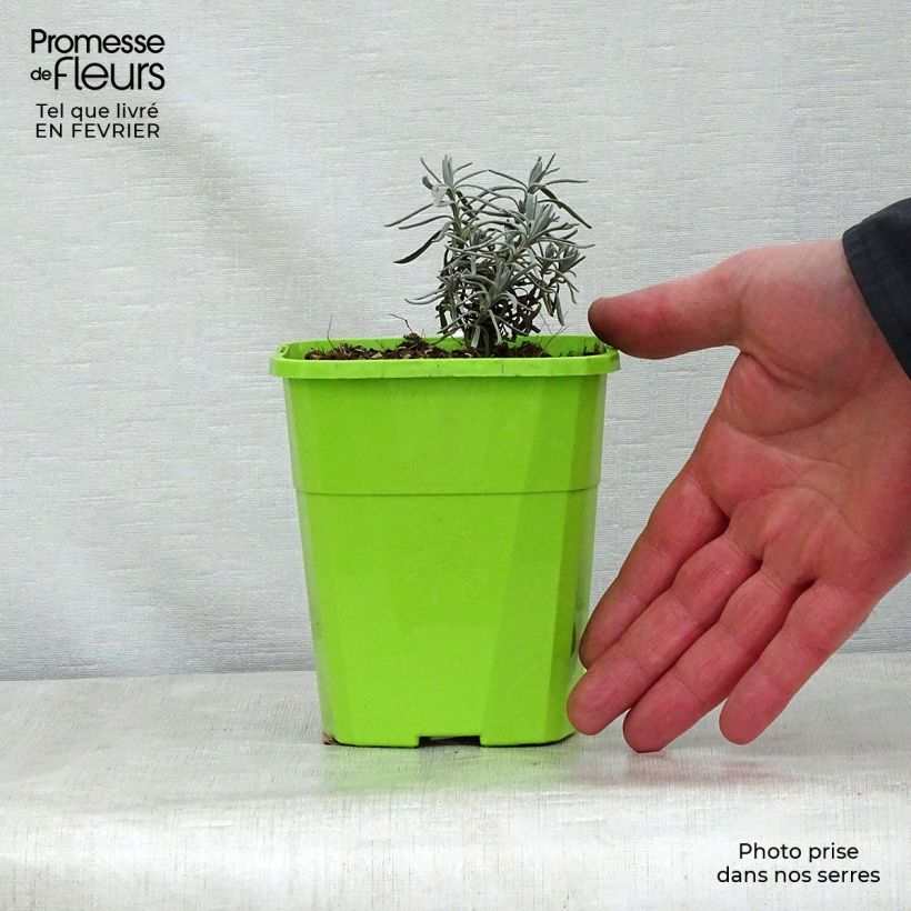 Lavanda angustifolia Bleu de Gien Maceta 1L/1,5L Ejemplar entregado en invierno