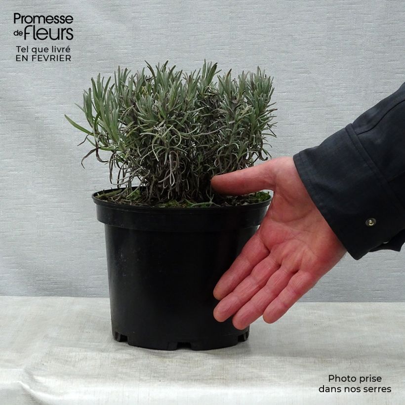 Lavanda angustifolia Munstead Maceta 2L/3L Ejemplar entregado en invierno