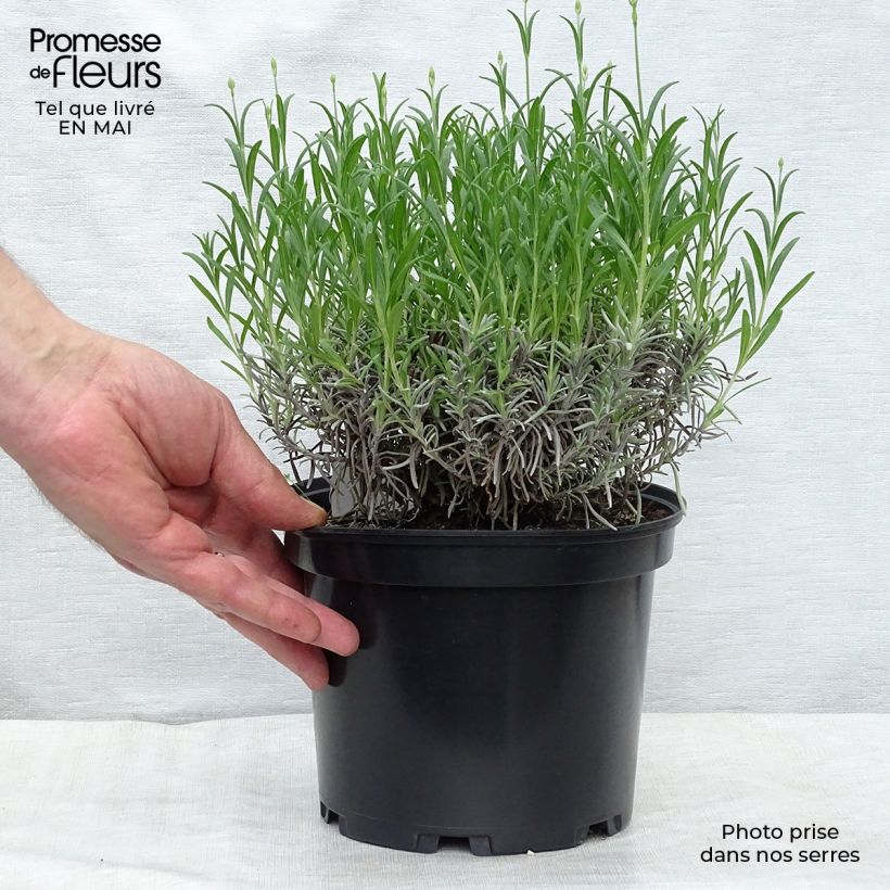Lavanda angustifolia Munstead Maceta 2L/3L Ejemplar entregado en la primavera