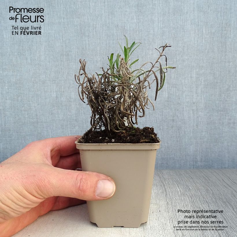 Lavanda angustifolia Silbermöwe Maceta de 8/9 cm Ejemplar entregado en invierno