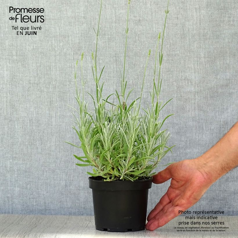 Ejemplar de Lavanda aspic - Lavandula latifolia Maceta 1,5L/2L entregado en verano