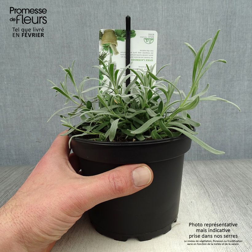 Lavanda aspic - Lavandula latifolia Maceta 1,5L/2L Ejemplar entregado en invierno