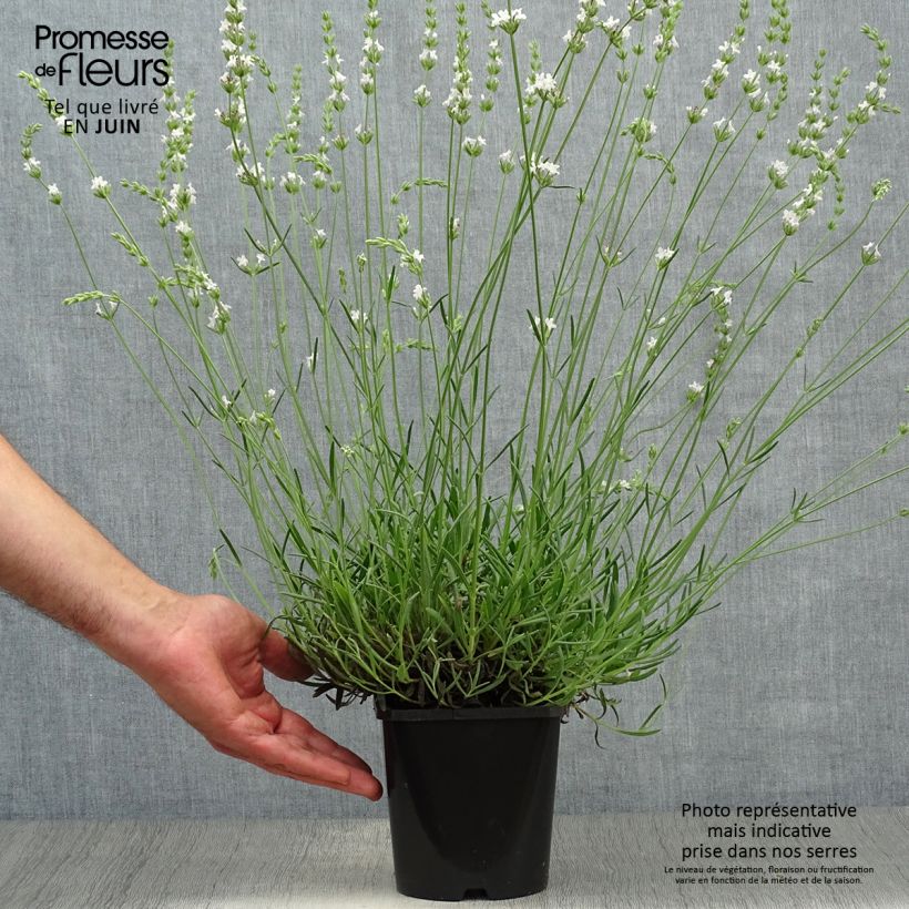 Ejemplar de Lavanda intermedia Edelweiss - Lavandín Maceta 1,5L/2L entregado en verano