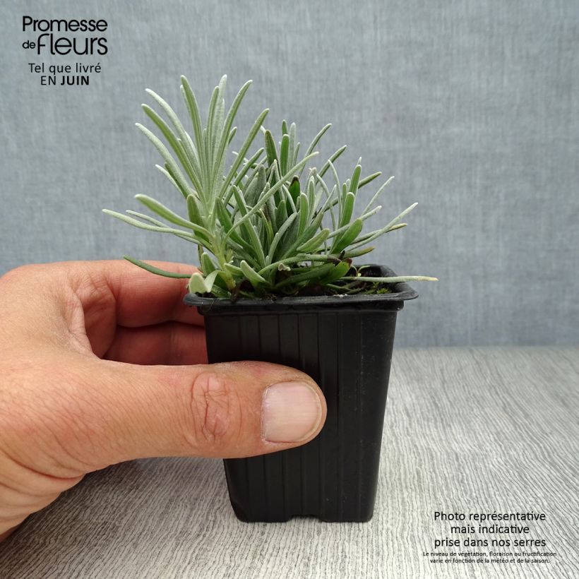 Ejemplar de Lavanda intermedia Grosso - Lavandín Maceta de 7/8 cm entregado en verano
