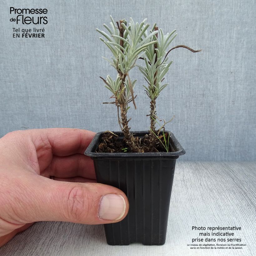 Lavanda intermedia Grosso - Lavandín Maceta de 7/8 cm Ejemplar entregado en invierno