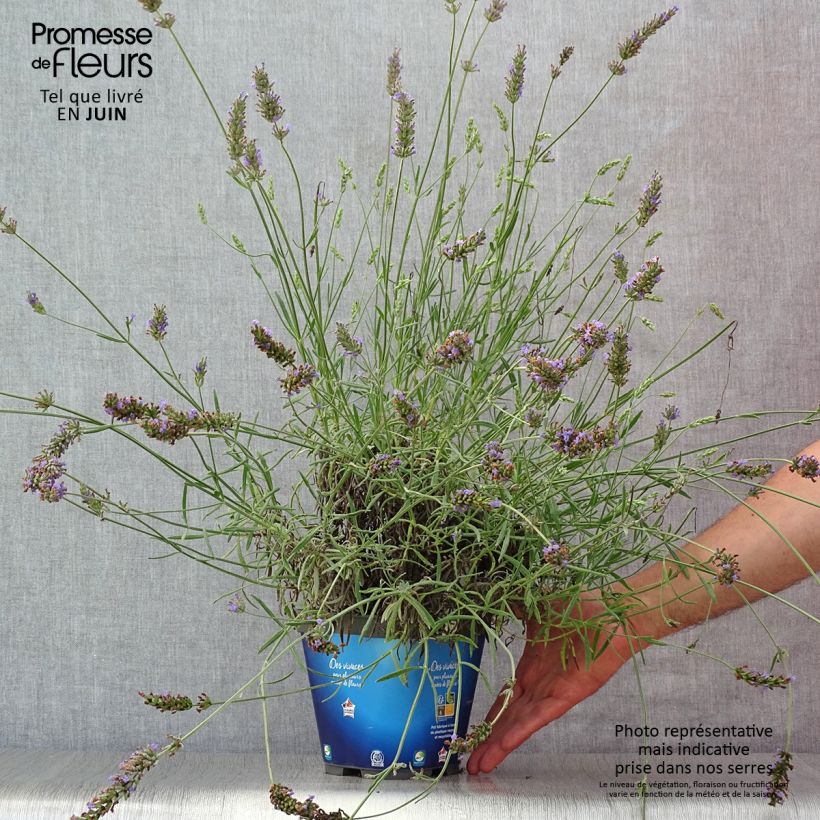 Ejemplar de Lavanda intermedia Grosso - Lavandín Maceta 2L/3L entregado en verano