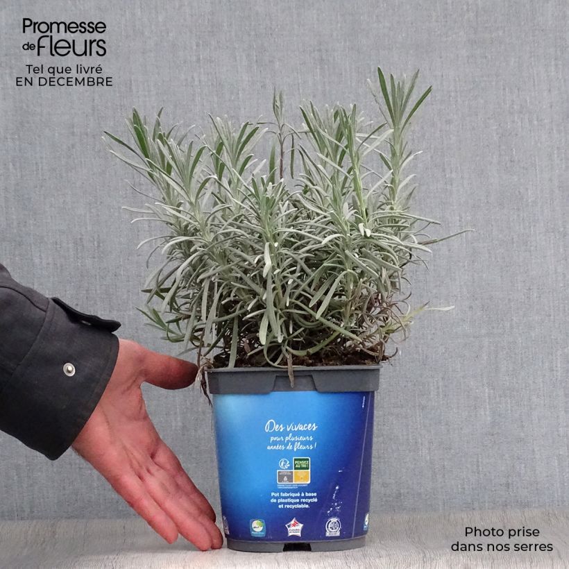Lavanda intermedia Grosso - Lavandín Maceta 2L/3L Ejemplar entregado en invierno