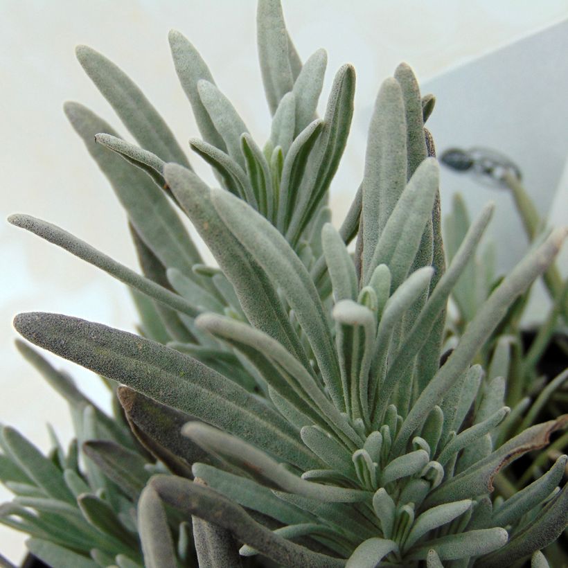 Lavanda intermedia Edelweiss - Lavandín (Follaje)