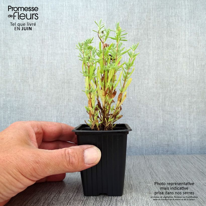 Ejemplar de Lavanda stoechas - Cantueso Maceta de 7/8 cm entregado en verano