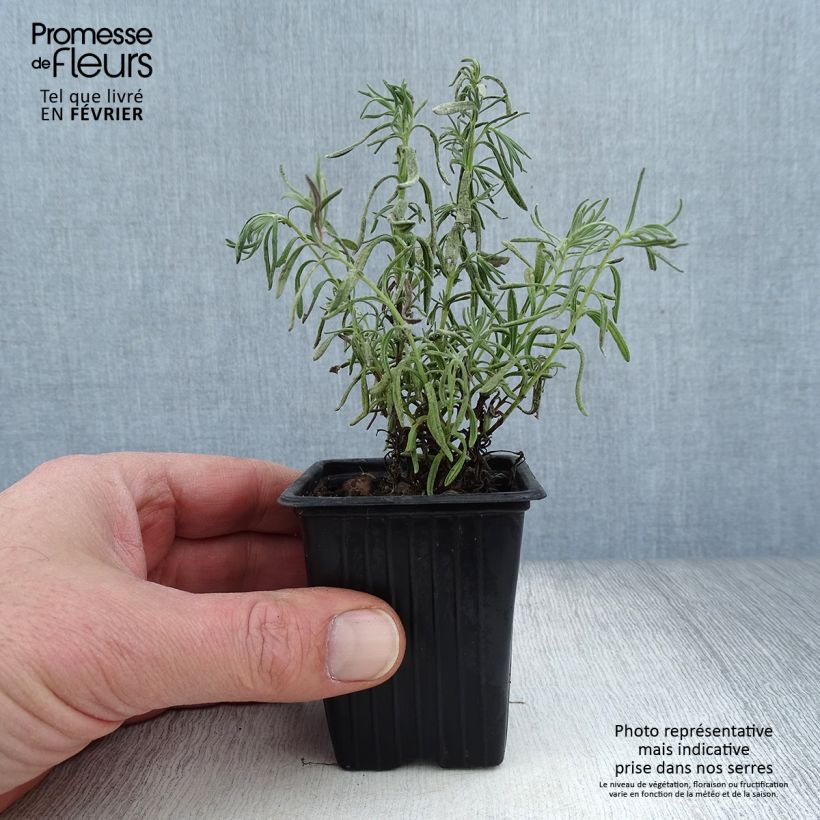 Lavanda stoechas - Cantueso Maceta de 7/8 cm Ejemplar entregado en invierno