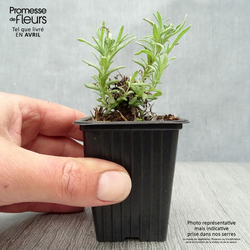 Lavanda stoechas - Cantueso Maceta de 7/8 cm Ejemplar entregado en la primavera