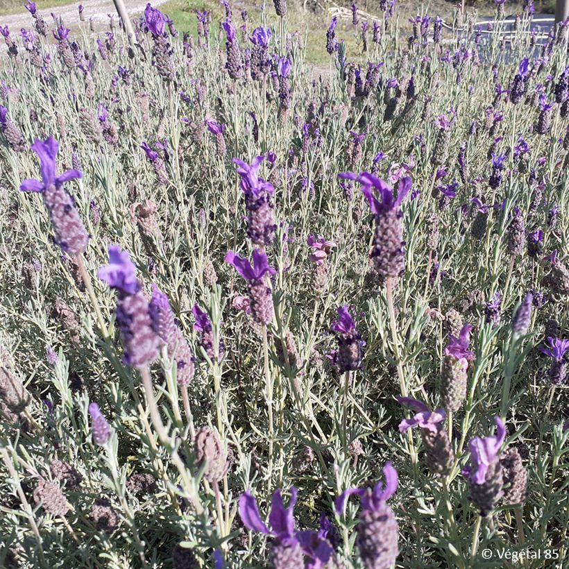 Lavandula stoechas Madrid Purple - Cantueso (Porte)