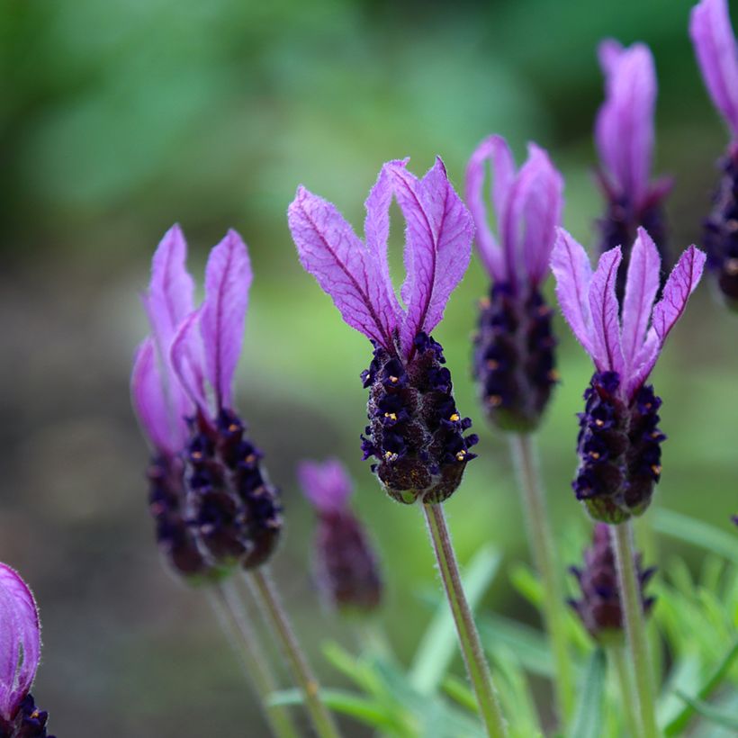 Lavandula stoechas Madrid Purple - Cantueso (Floración)