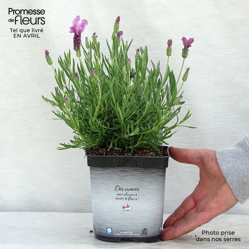 Lavanda stoechas The Princess - Cantueso Maceta 2L/3L Ejemplar entregado en la primavera