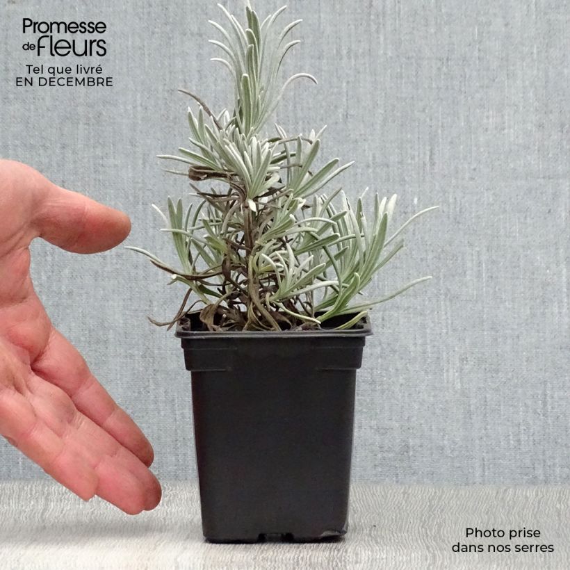 Lavanda angustifolia Alba Maceta de 7/8 cm Ejemplar entregado en invierno