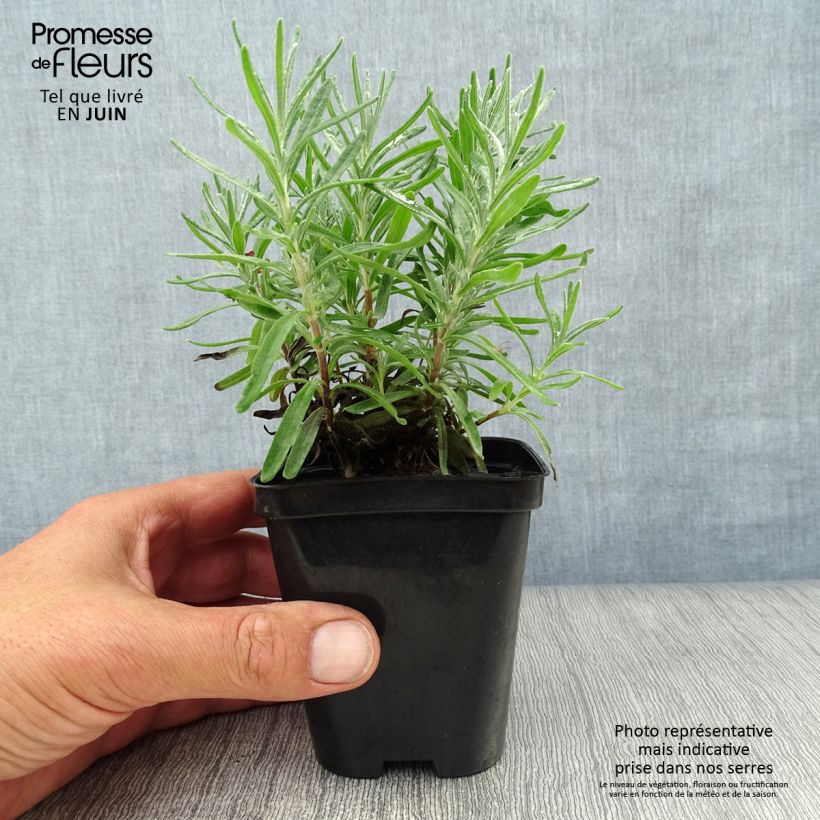 Ejemplar de Lavanda angustifolia Dwarf Blue Maceta de 8/9 cm entregado en verano