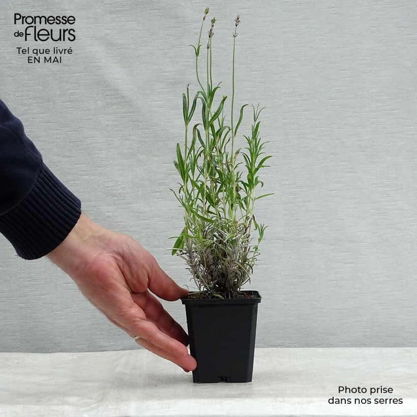 Lavanda angustifolia Dwarf Blue Maceta de 8/9 cm Ejemplar entregado en la primavera