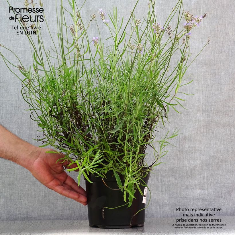 Ejemplar de Lavanda angustifolia Dwarf Blue Maceta 2L/3L entregado en verano