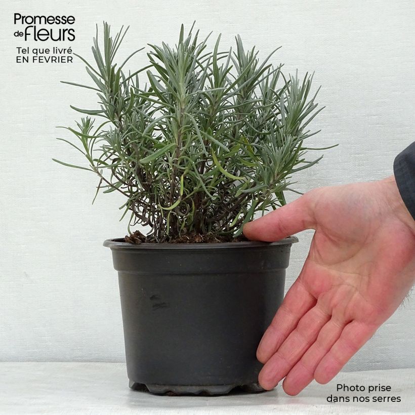 Lavanda angustifolia Dwarf Blue Maceta 2L/3L Ejemplar entregado en invierno
