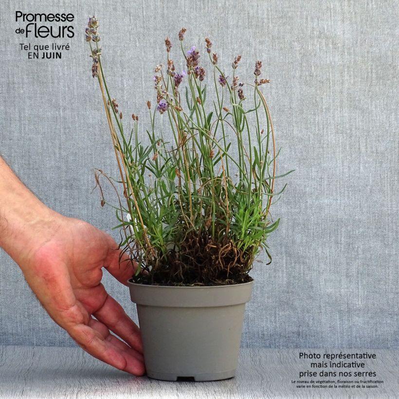 Ejemplar de Lavanda angustifolia Hidcote Maceta de 12 cm / 13 cm entregado en verano