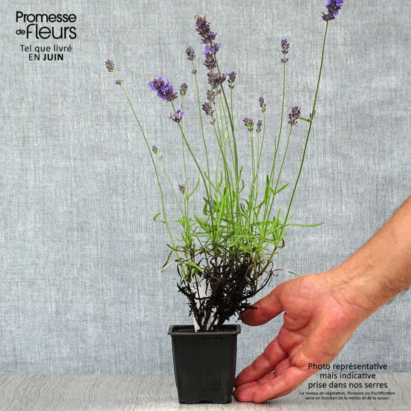 Ejemplar de Lavanda angustifolia Hidcote Maceta de 7/8 cm entregado en verano
