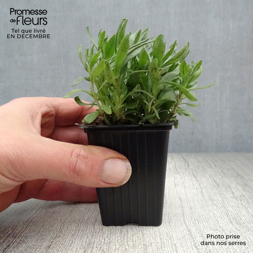 Lavanda angustifolia Hidcote Maceta de 7/8 cm Ejemplar entregado en invierno