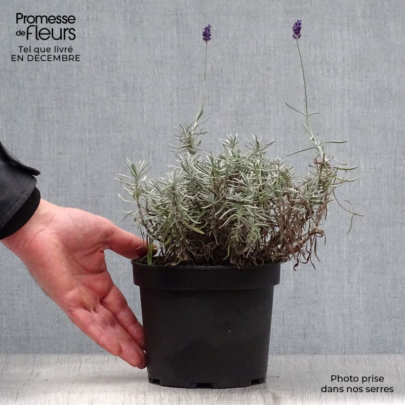 Lavanda angustifolia Hidcote Maceta 1,5L/2L Ejemplar entregado en invierno