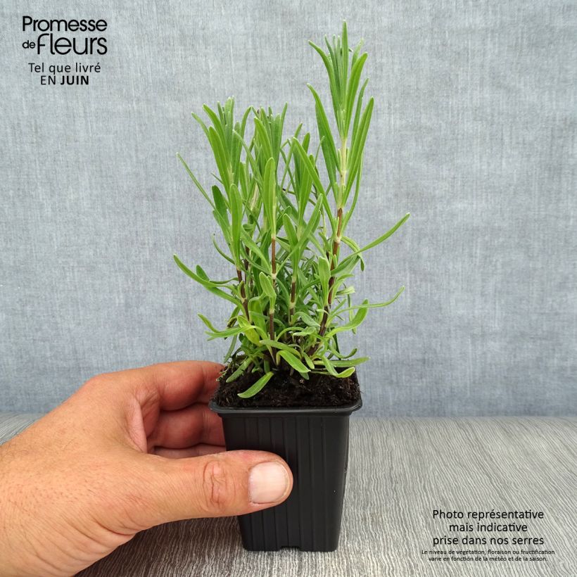 Ejemplar de Lavanda angustifolia Rosea Maceta de 7/8 cm entregado en verano