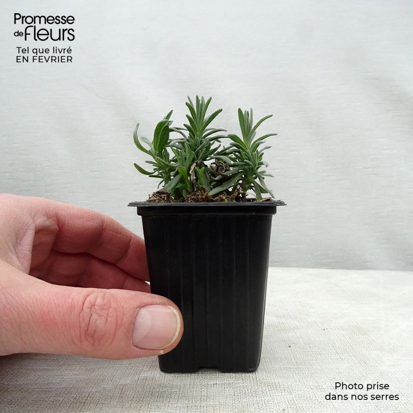 Lavanda angustifolia Rosea Maceta de 7/8 cm Ejemplar entregado en invierno