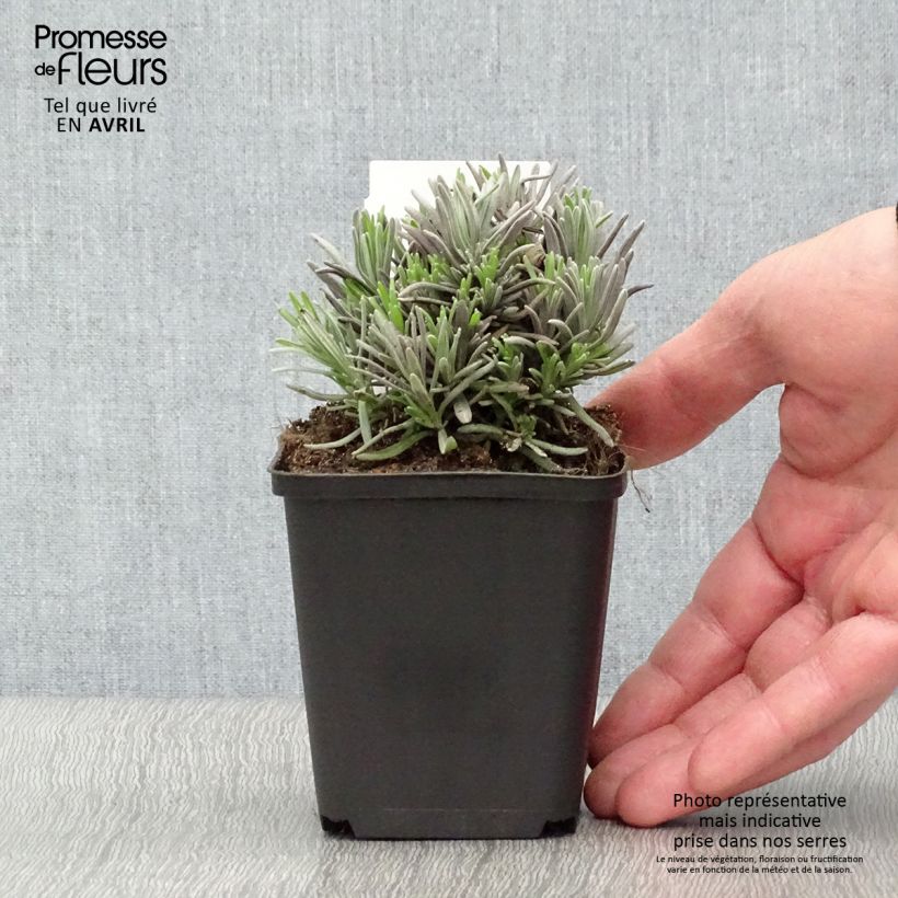 Lavanda angustifolia Rosea Maceta de 7/8 cm Ejemplar entregado en la primavera