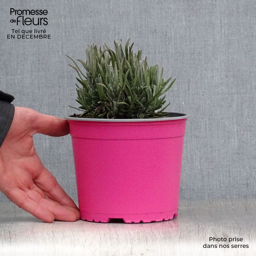 Lavanda angustifolia Rosea Maceta 2L/3L Ejemplar entregado en invierno