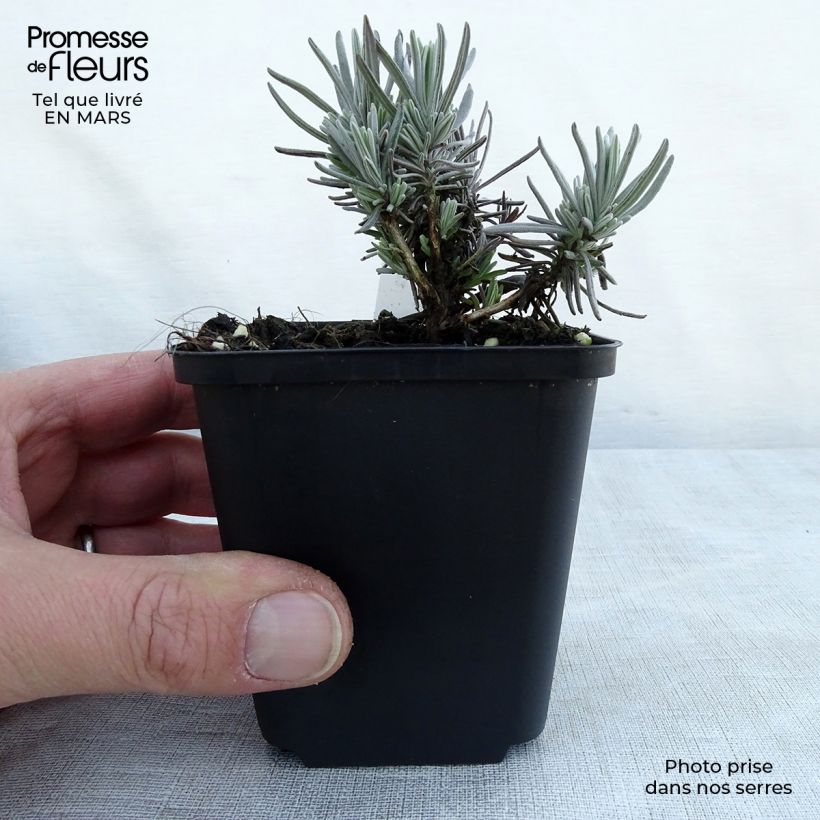 Lavanda angustifolia Siesta Maceta de 8/9 cm Ejemplar entregado en la primavera