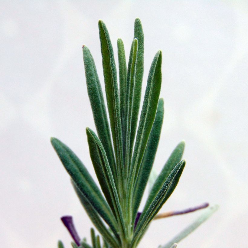 Lavanda intermedia Dutch Group - Lavandín (Follaje)