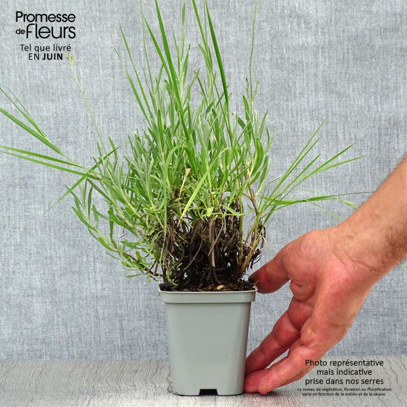 Ejemplar de Lavanda intermedia Dutch Group - Lavandín Maceta de 8/9 cm entregado en verano