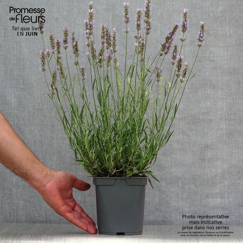 Ejemplar de Lavanda intermedia Dutch Group - Lavandín Maceta 2L/3L entregado en verano